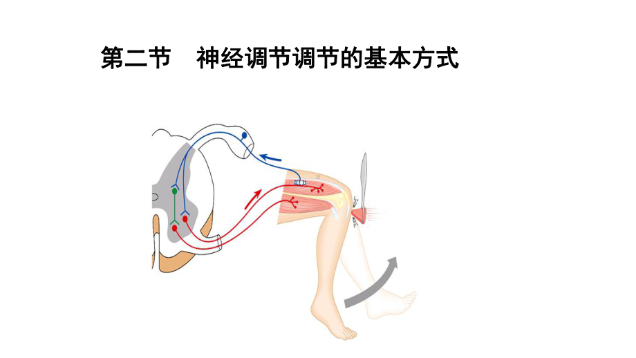 神经调节的基本方式（新教材）新人教版高中生物选择性必修一PPT课件.ppt_第3页