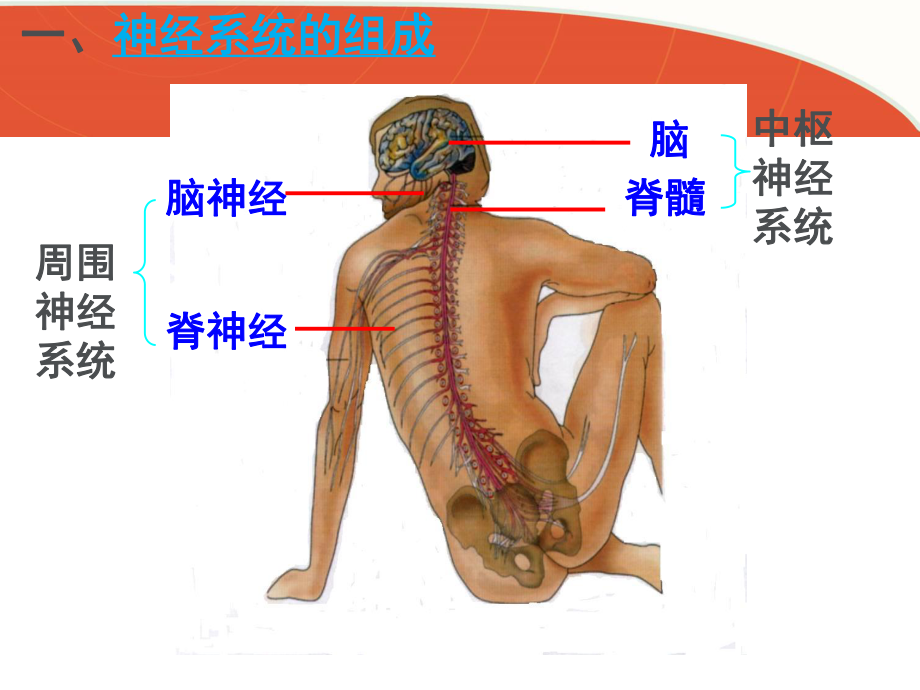 神经冲动的产生和传导-ppt课件.ppt_第2页