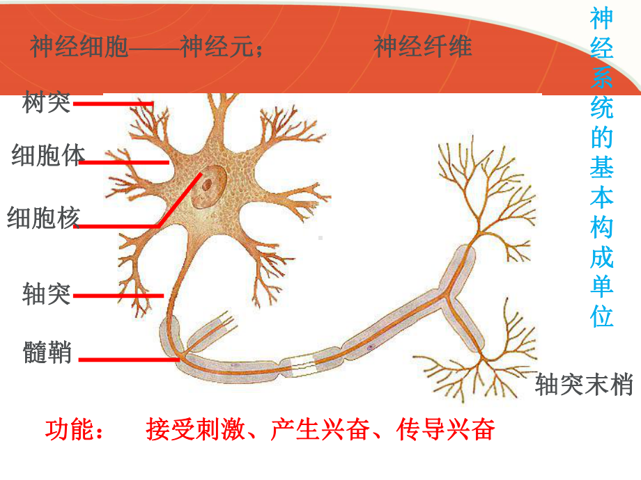 神经冲动的产生和传导-ppt课件.ppt_第3页