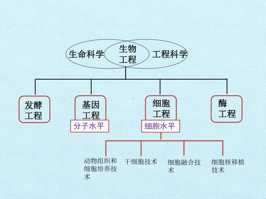 最新沪科版高中生命科学拓展型课程：4-生物工程-复习课件.ppt_第2页