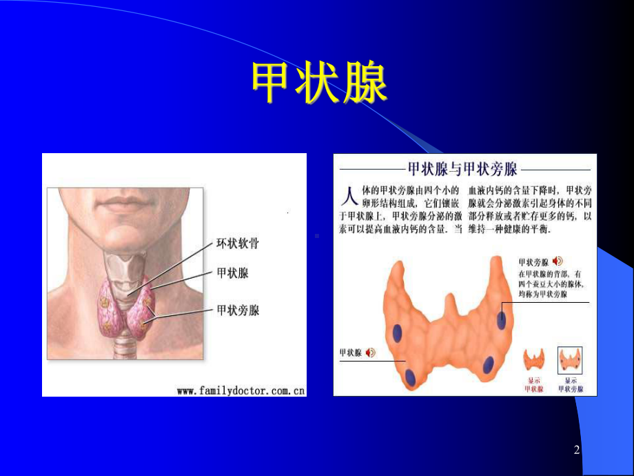 甲状腺结节的诊断和治疗ppt课件.ppt_第2页