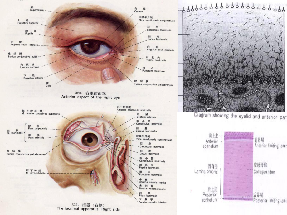 眼表疾病PPT课件.ppt_第3页