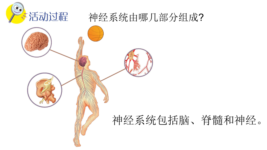 新青岛版小学科学六三制五年级下册第2课《神经系统》课件.pptx_第3页