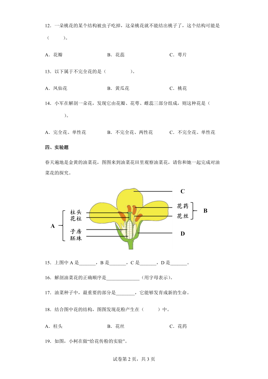 2021-2022学年教科版小学科学四年级下册1.5凤仙花开花了练习卷.docx_第2页