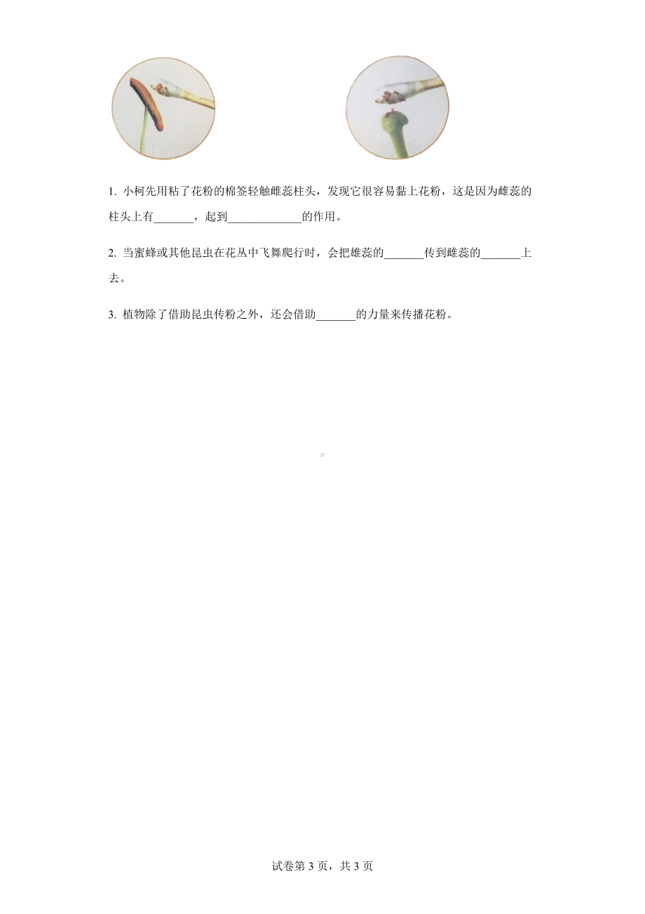 2021-2022学年教科版小学科学四年级下册1.5凤仙花开花了练习卷.docx_第3页