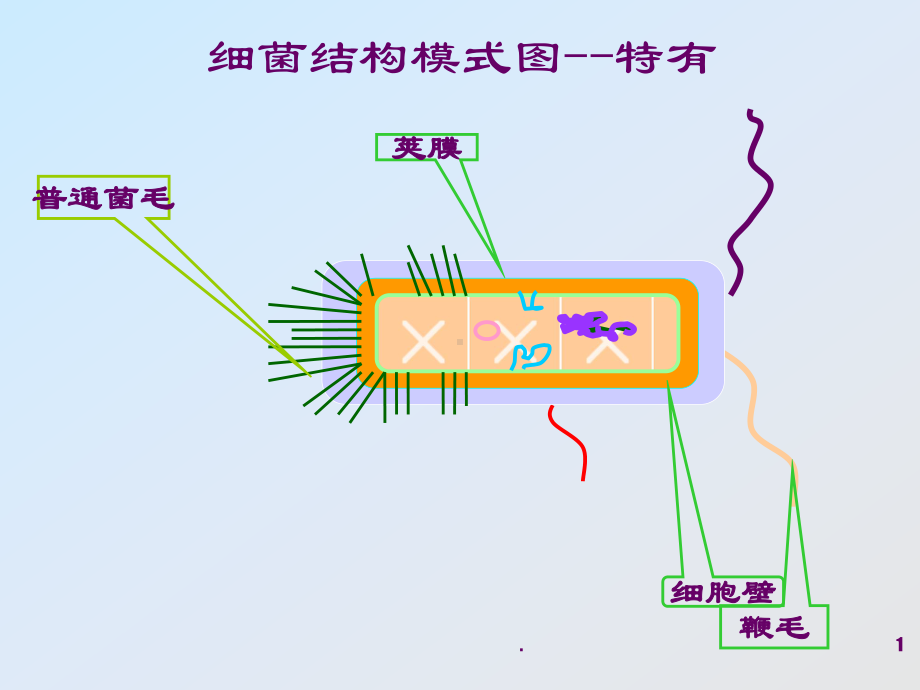 病原性球菌ppt演示课件.ppt_第1页