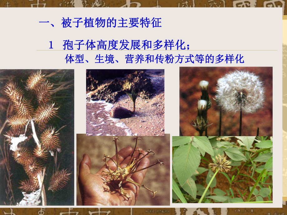 被子植物特征分析课件.ppt_第2页