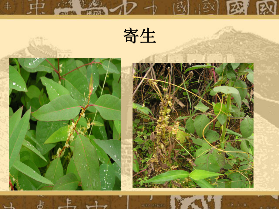 被子植物特征分析课件.ppt_第3页