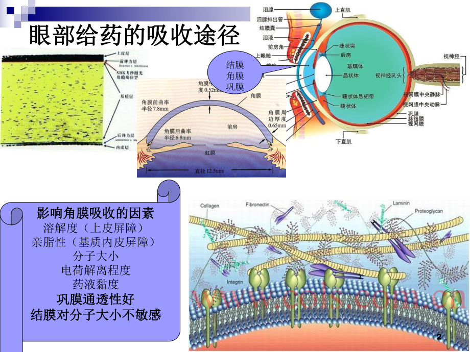 眼科常用药品及相关知识PPT课件.ppt_第2页