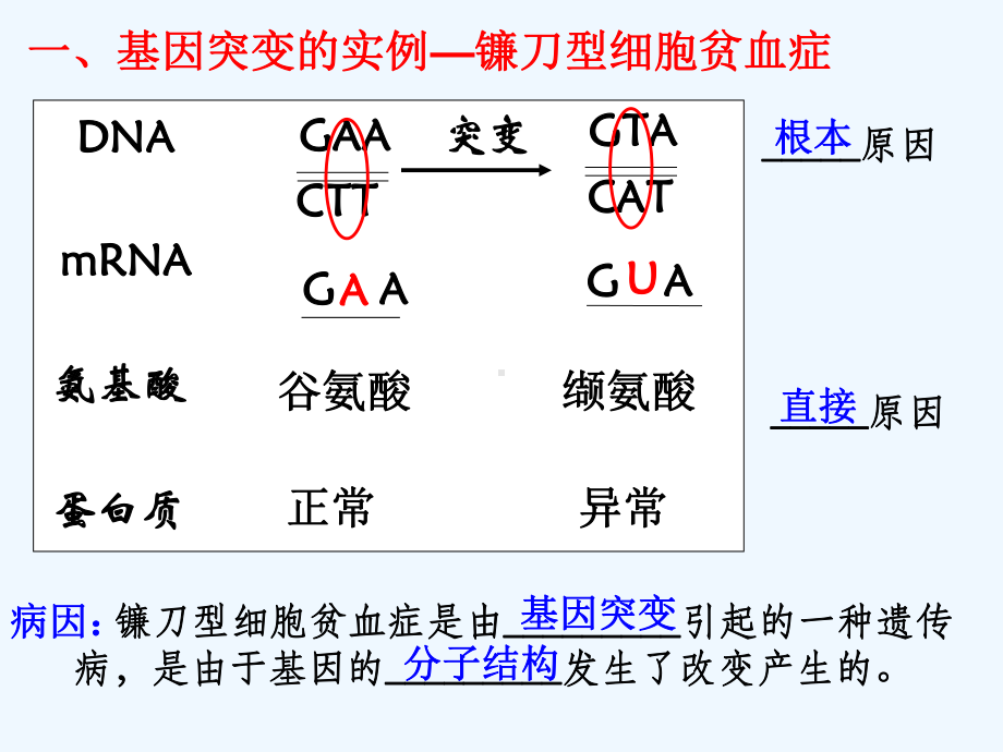 第5章基因突变及其他变异(复习课件(新版)).ppt_第2页