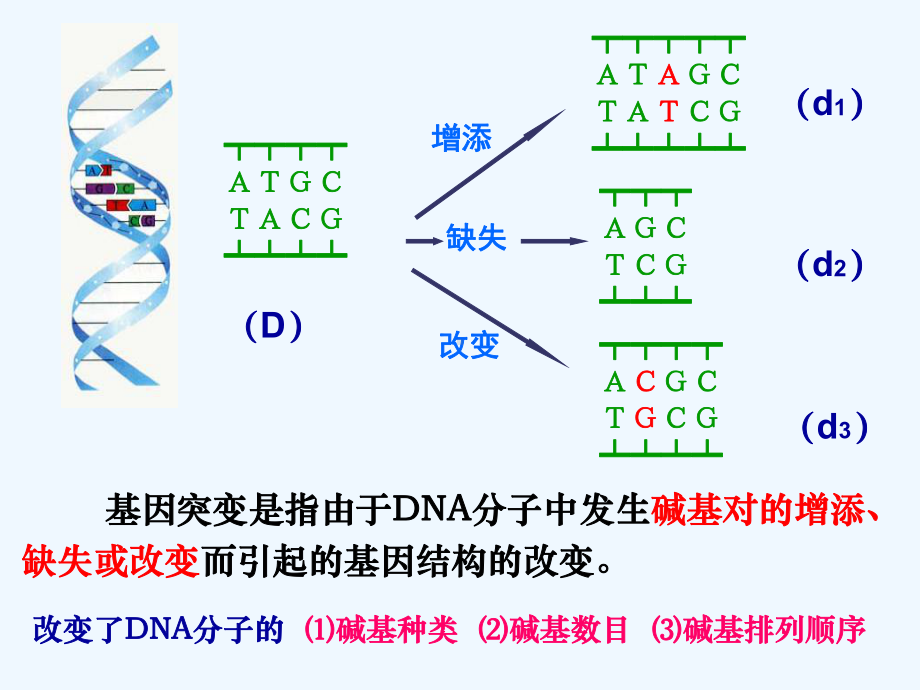 第5章基因突变及其他变异(复习课件(新版)).ppt_第3页