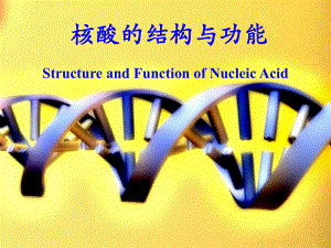 核酸的结构与功能ppt演示课件.ppt