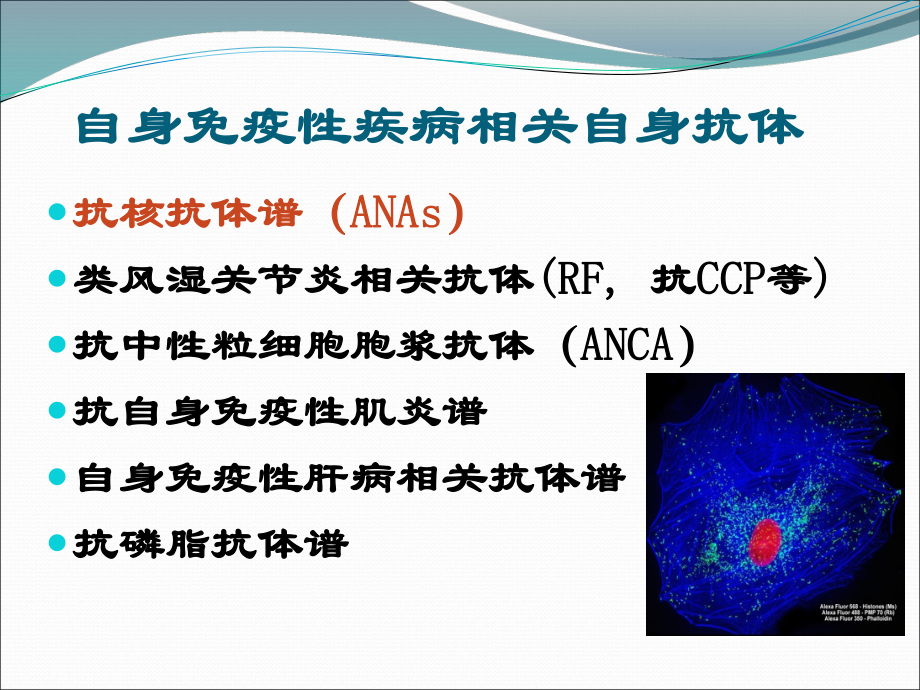 抗核抗体检测及临床意义ppt课件.ppt_第3页