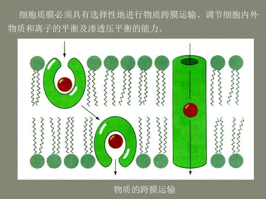 第5章-物质的跨膜运输课件.ppt_第3页