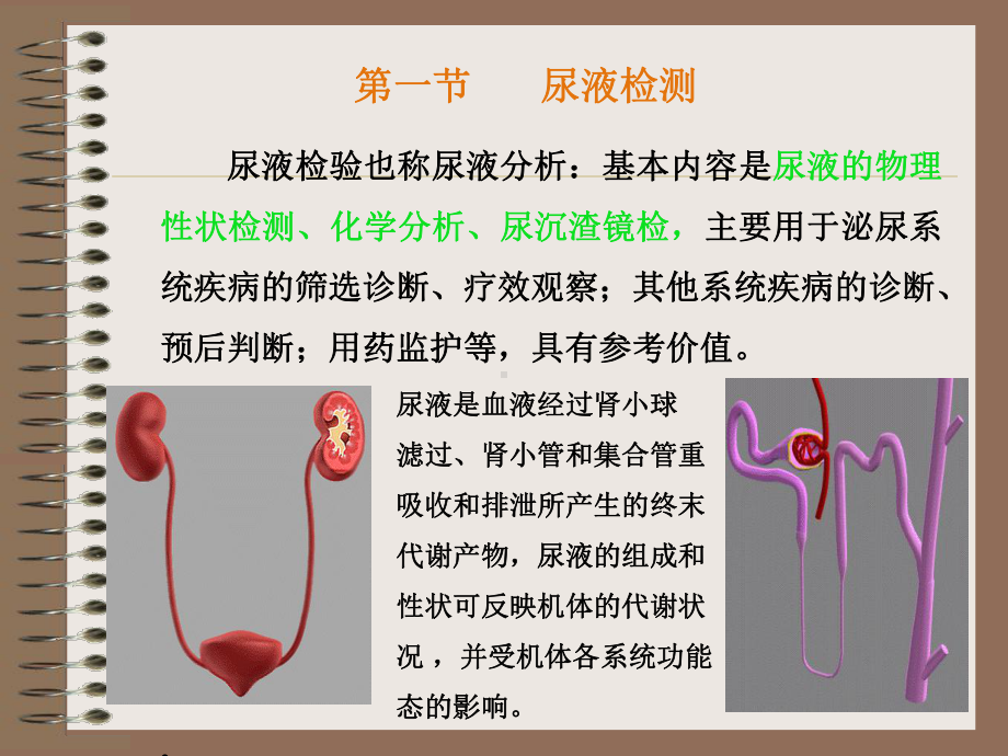 尿常规和沉渣检查课件.ppt_第2页