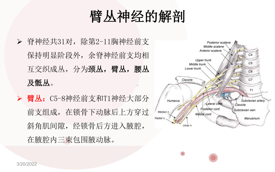 臂丛神经MR成像PPT课件.ppt_第3页