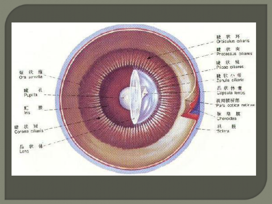 白内障PPT课件.ppt_第3页