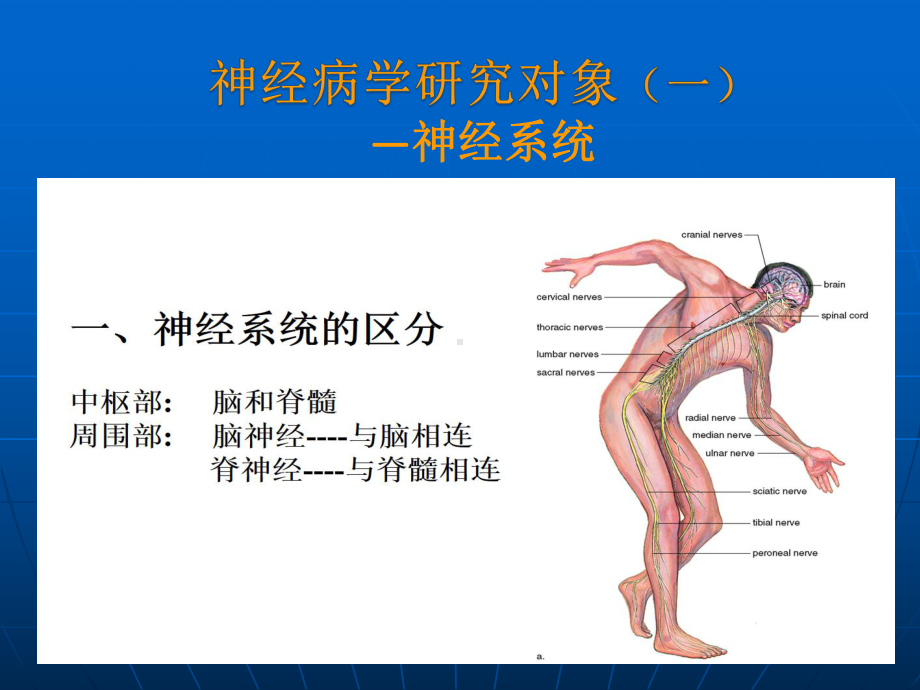 神经病学PPT课件.ppt_第3页