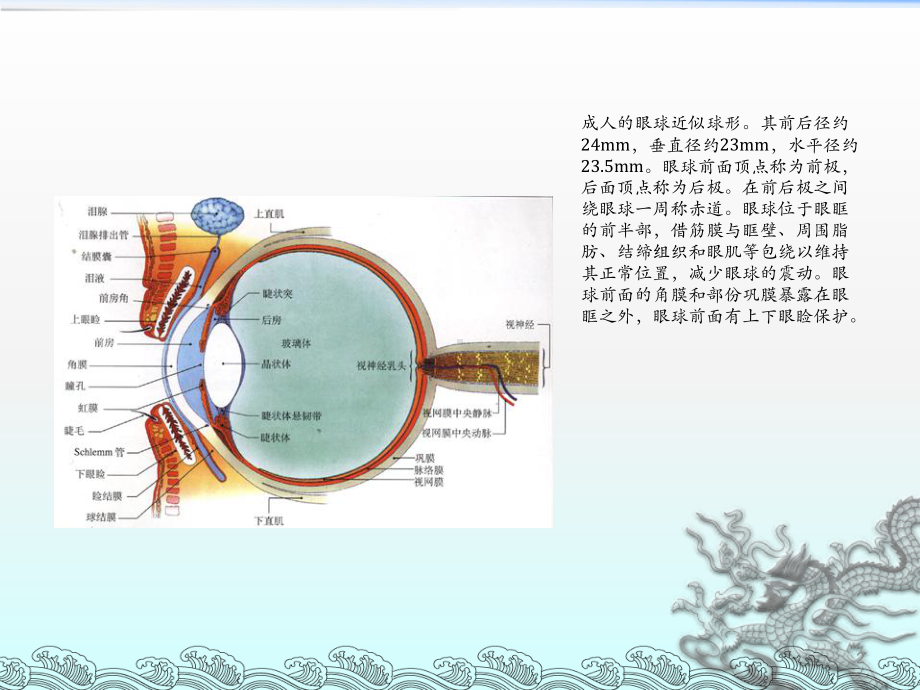 眼球解剖PPT课件.ppt_第2页