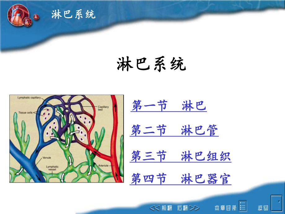 畜禽解剖学之淋巴系统幻灯片课件.ppt_第1页