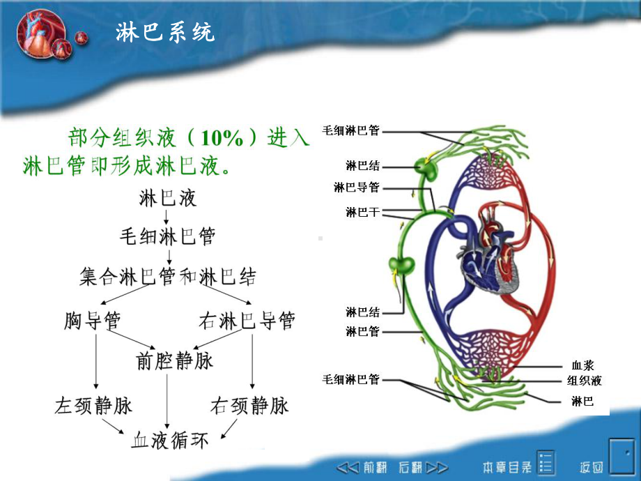 畜禽解剖学之淋巴系统幻灯片课件.ppt_第2页