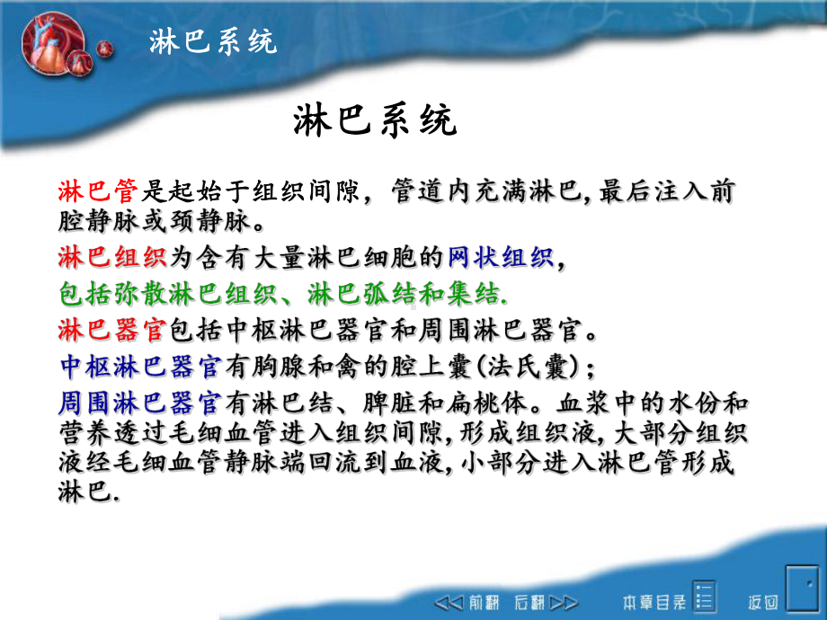 畜禽解剖学之淋巴系统幻灯片课件.ppt_第3页