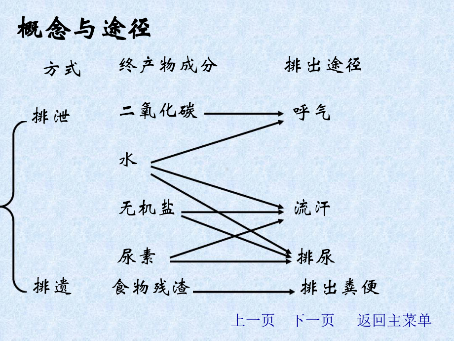 泌尿系统课件讲解.ppt_第3页