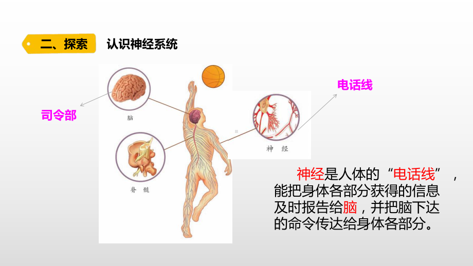 小学科学青岛版六三制五年级下册第一单元第2课《神经系统》课件（2022新版）.docx.pptx_第3页