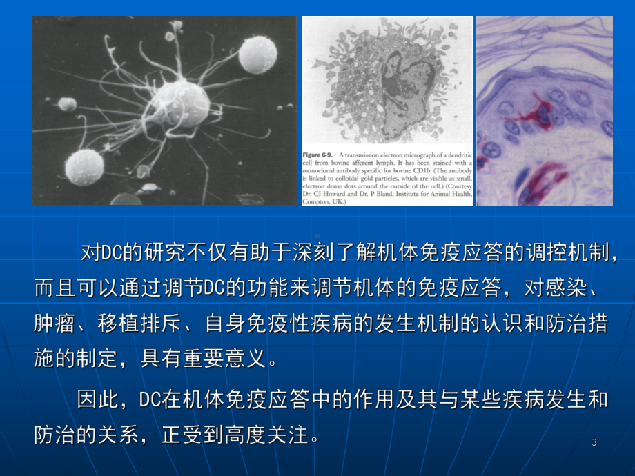 树突状细胞医学PPT课件.ppt_第3页