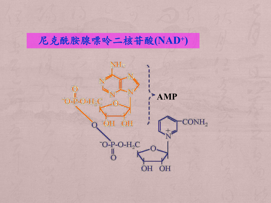 核苷酸代谢PPT课件.ppt_第3页