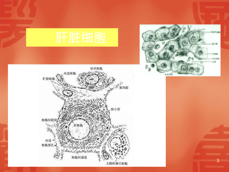 病理肝功能不全PPT课件.ppt_第3页