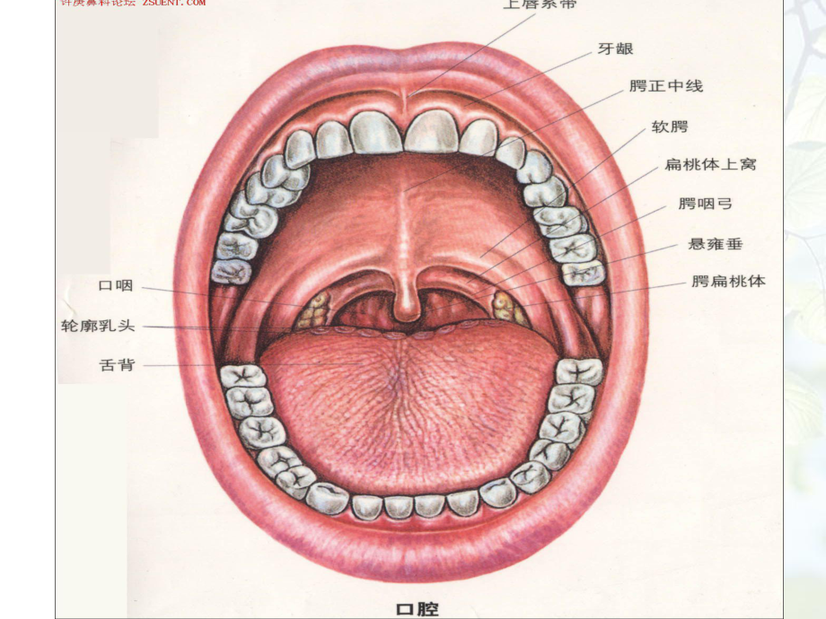 扁桃体摘除术PPT课件.ppt_第3页