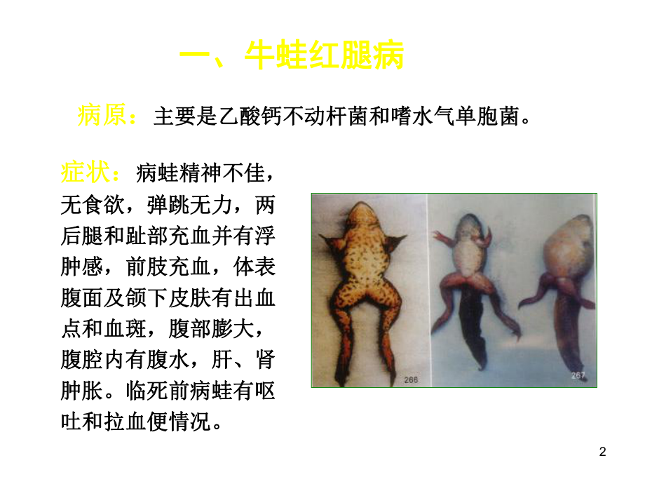 牛蛙疾病诊断与防治ppt课件.ppt_第2页