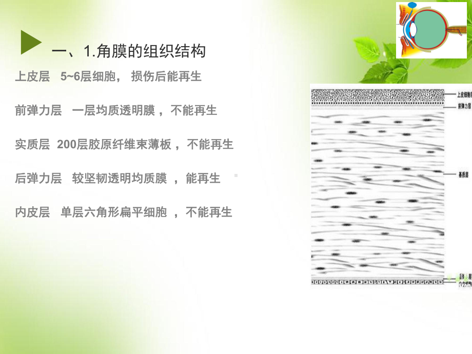 角膜角膜炎概要课件.ppt_第2页