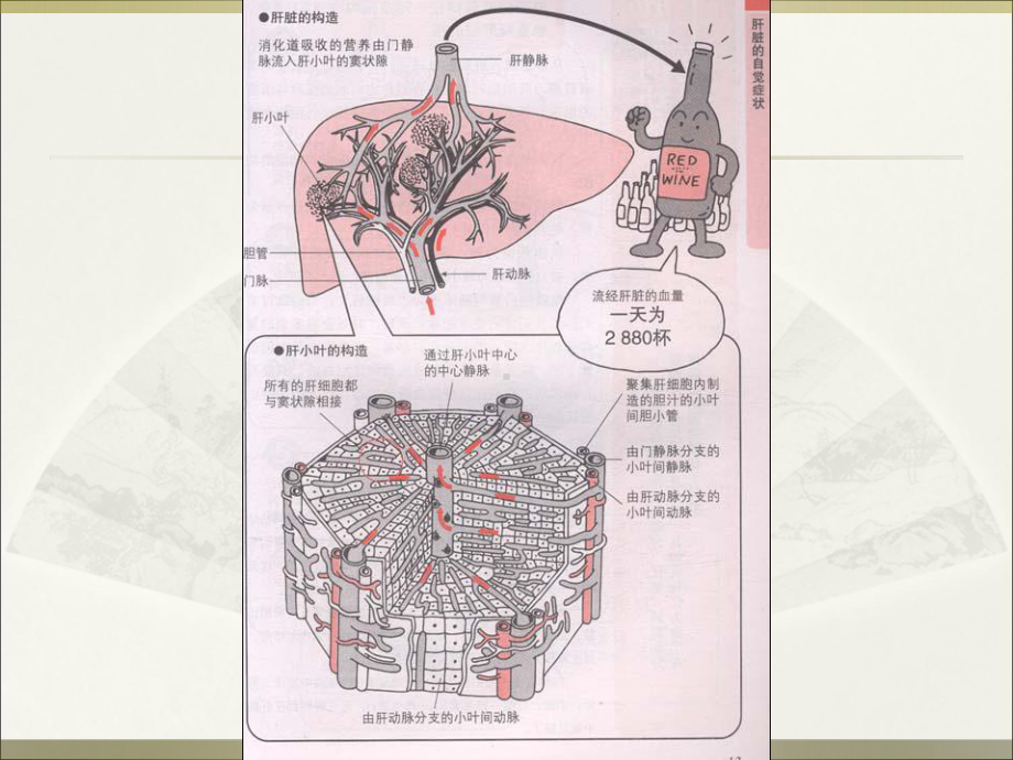 肝衰竭的护理ppt演示课件.ppt_第3页