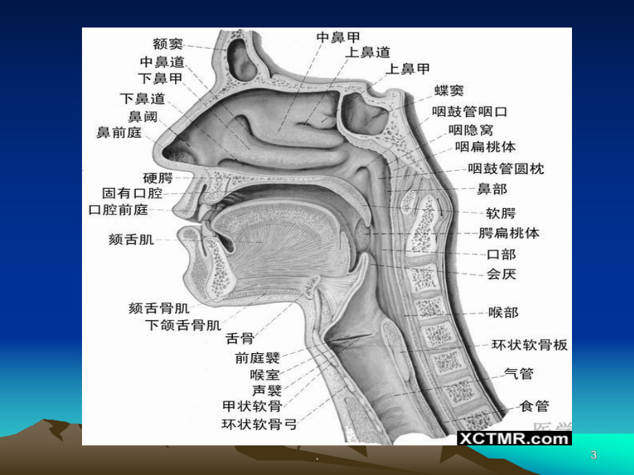 耳鼻喉常见病PPT医学课件.ppt_第3页