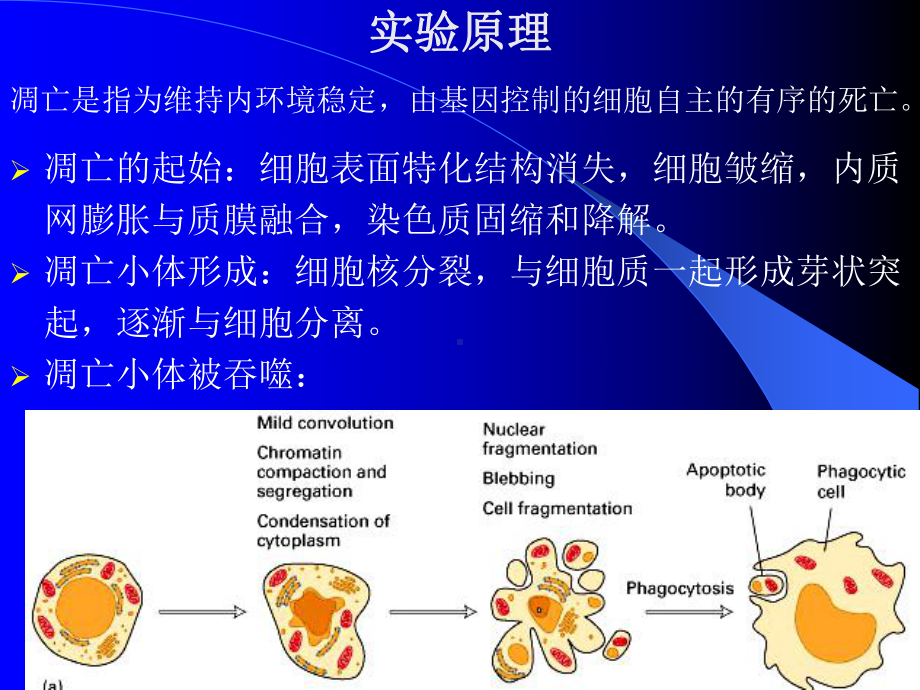 试验六吖啶橙染色检测细胞凋亡课件.ppt_第3页