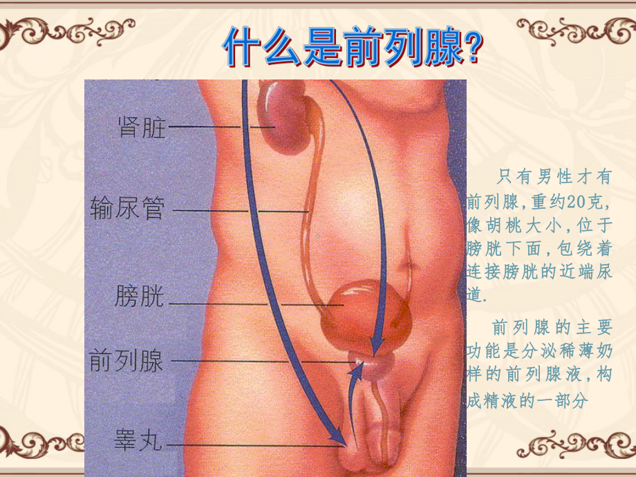 良性前列腺增生症及治疗-ppt课件.ppt_第3页