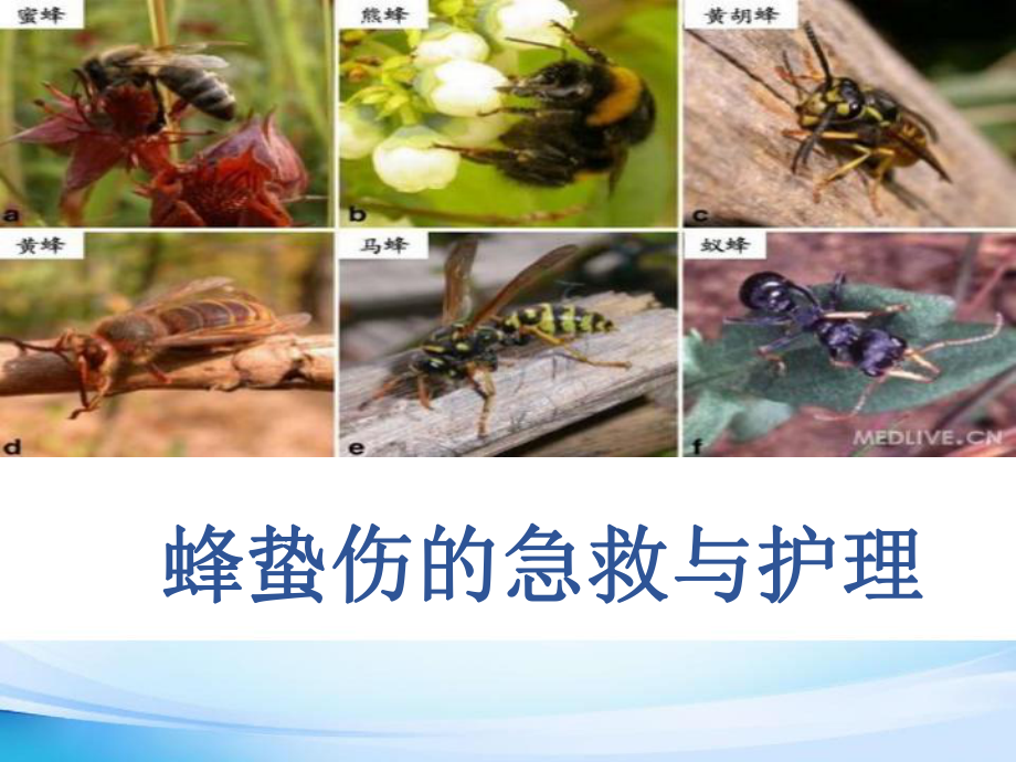 蜂蛰伤的急救与护理-PPT课件.ppt_第1页