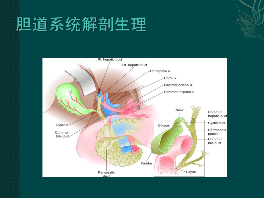 胆道疾病的防治PPT课件.ppt_第3页