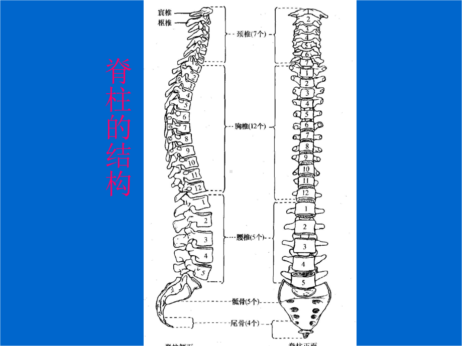 脊髓损伤的康复护理PPT课件.ppt_第2页