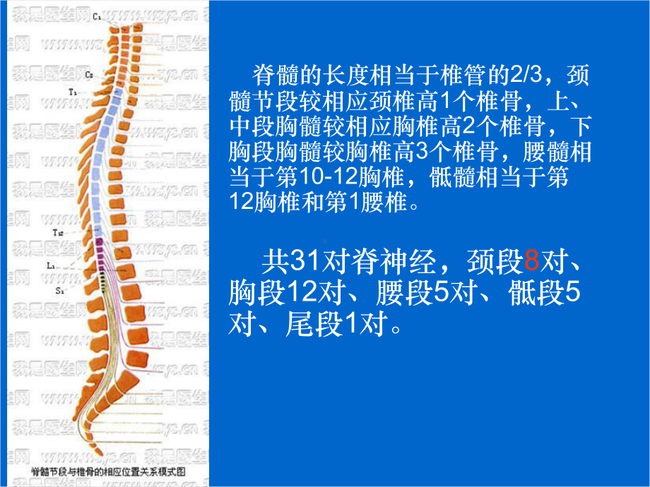 脊髓损伤的康复护理PPT课件.ppt_第3页