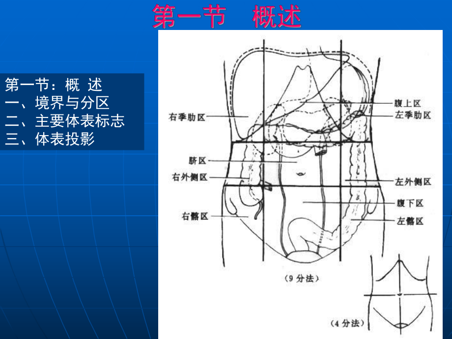 腹部解剖ppt演示课件.ppt_第3页