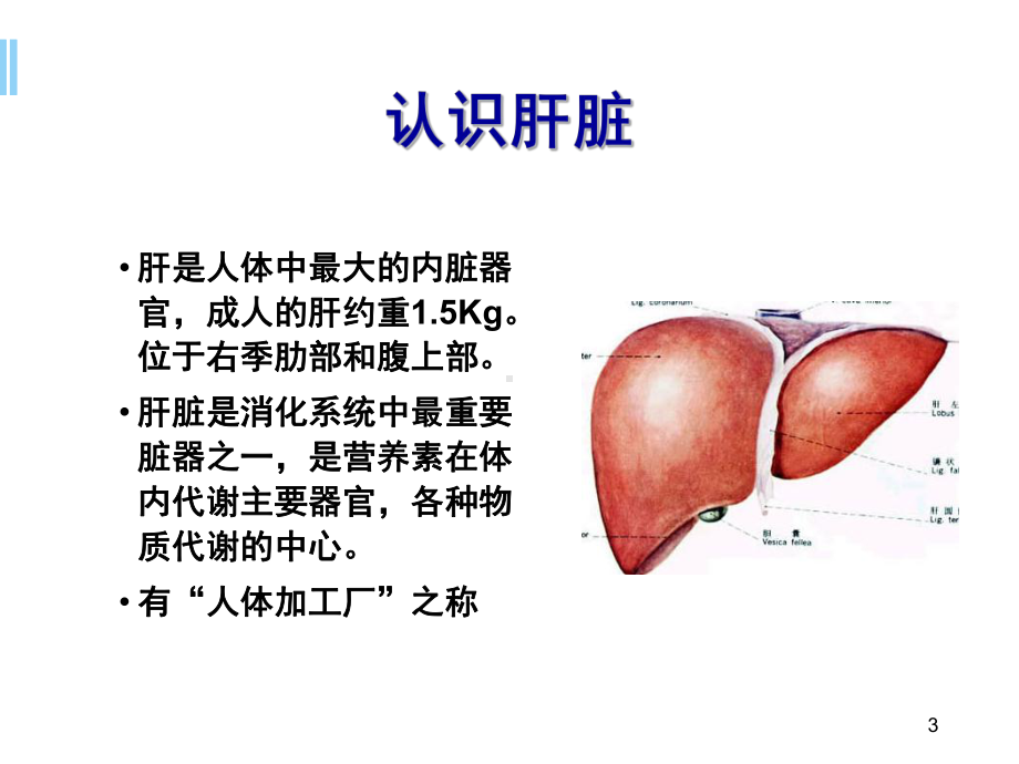 肝病的营养治疗PPT学习课件.ppt_第3页