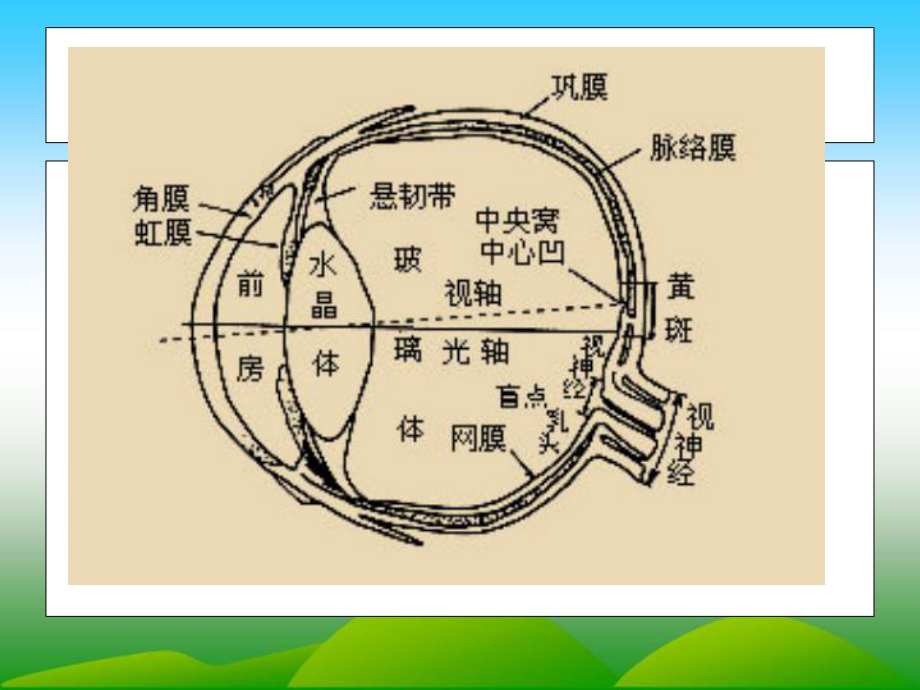 视觉障碍儿童的教育-2分析课件.ppt_第3页