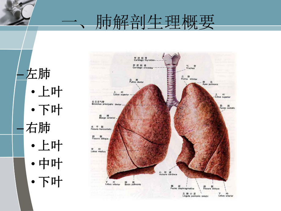 肺癌护理查房ppt演示课件.ppt_第2页