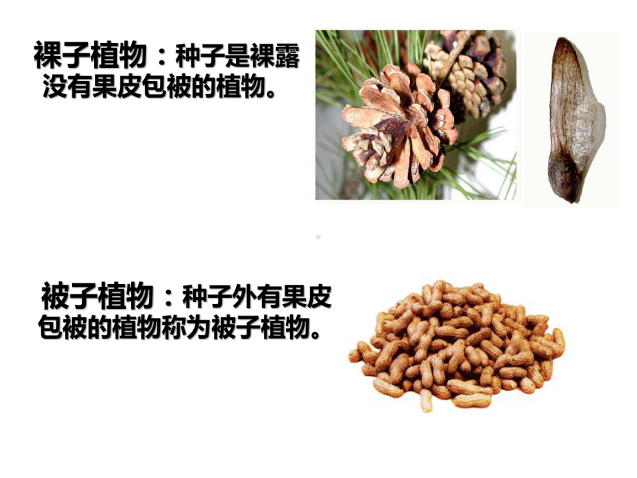 裸子植物与被子植物(正式)课件.ppt_第3页