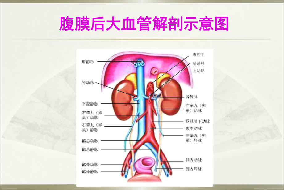 腹膜后大血管超声ppt演示课件.ppt_第2页