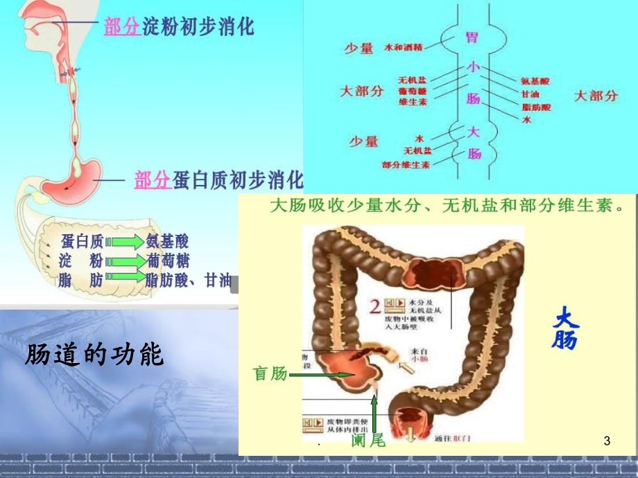 肠梗阻的治疗ppt演示课件.ppt_第3页