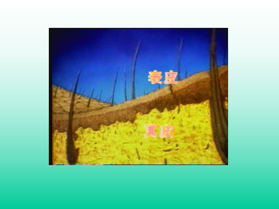 营养素与美容课件.ppt_第3页